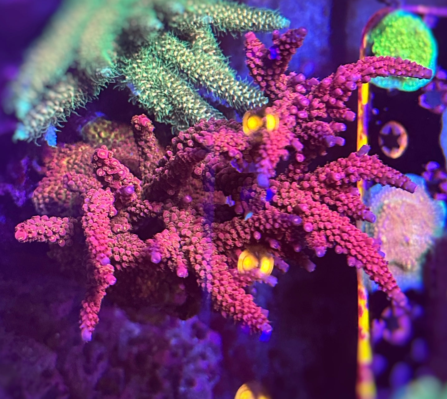 PC Rainbow Acropora