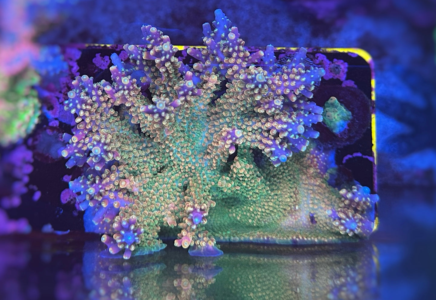 BC bb Unicorn Acropora