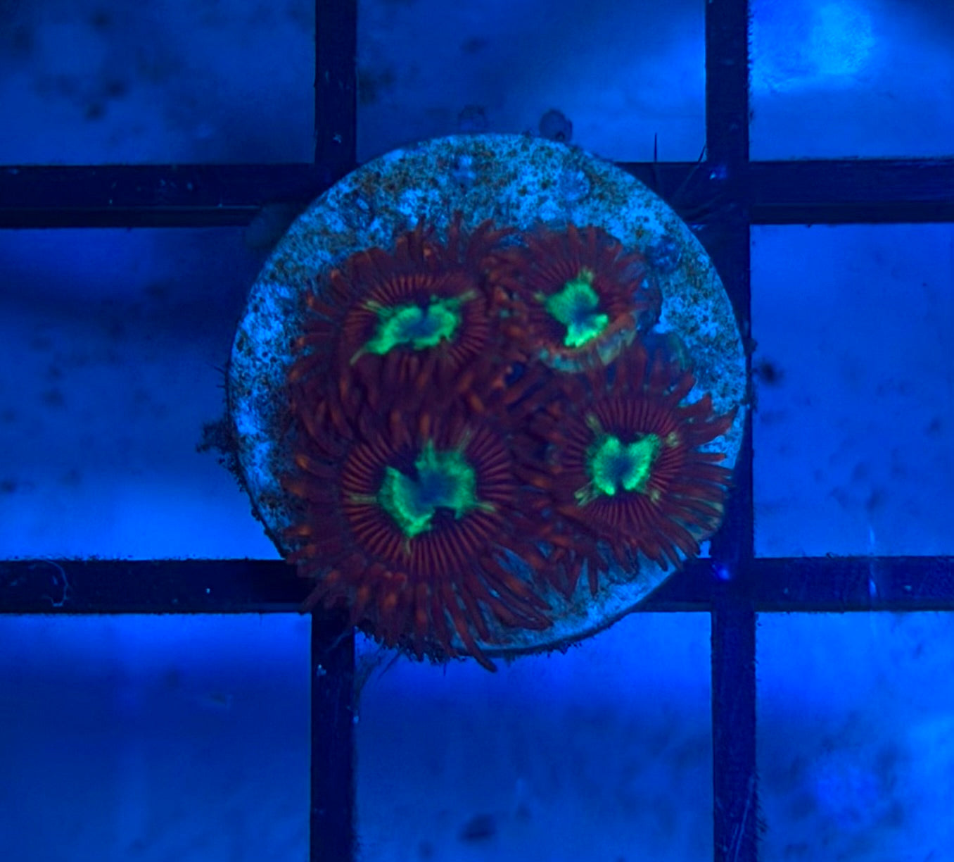 Pornstar Zoas