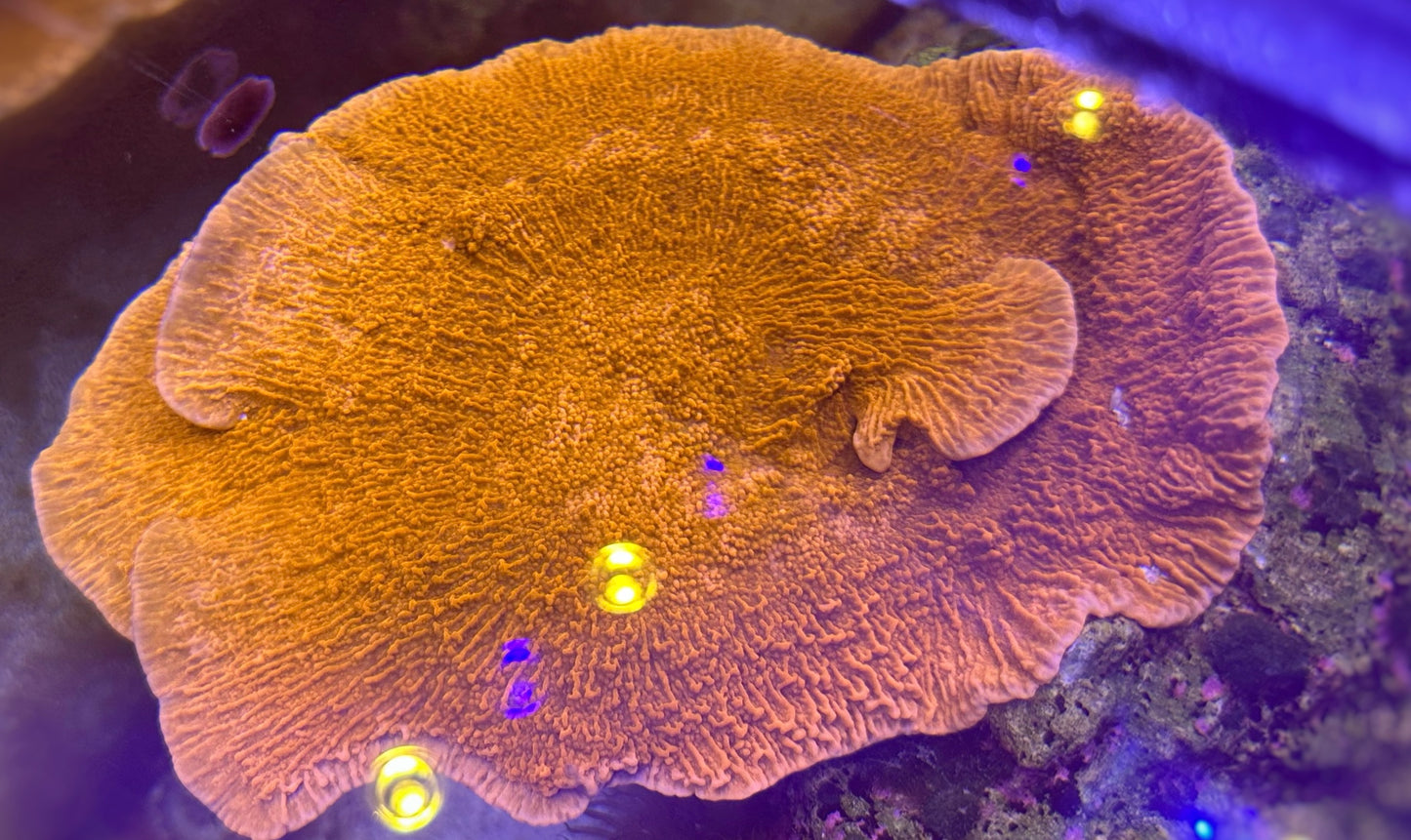 Red monti cap montipora