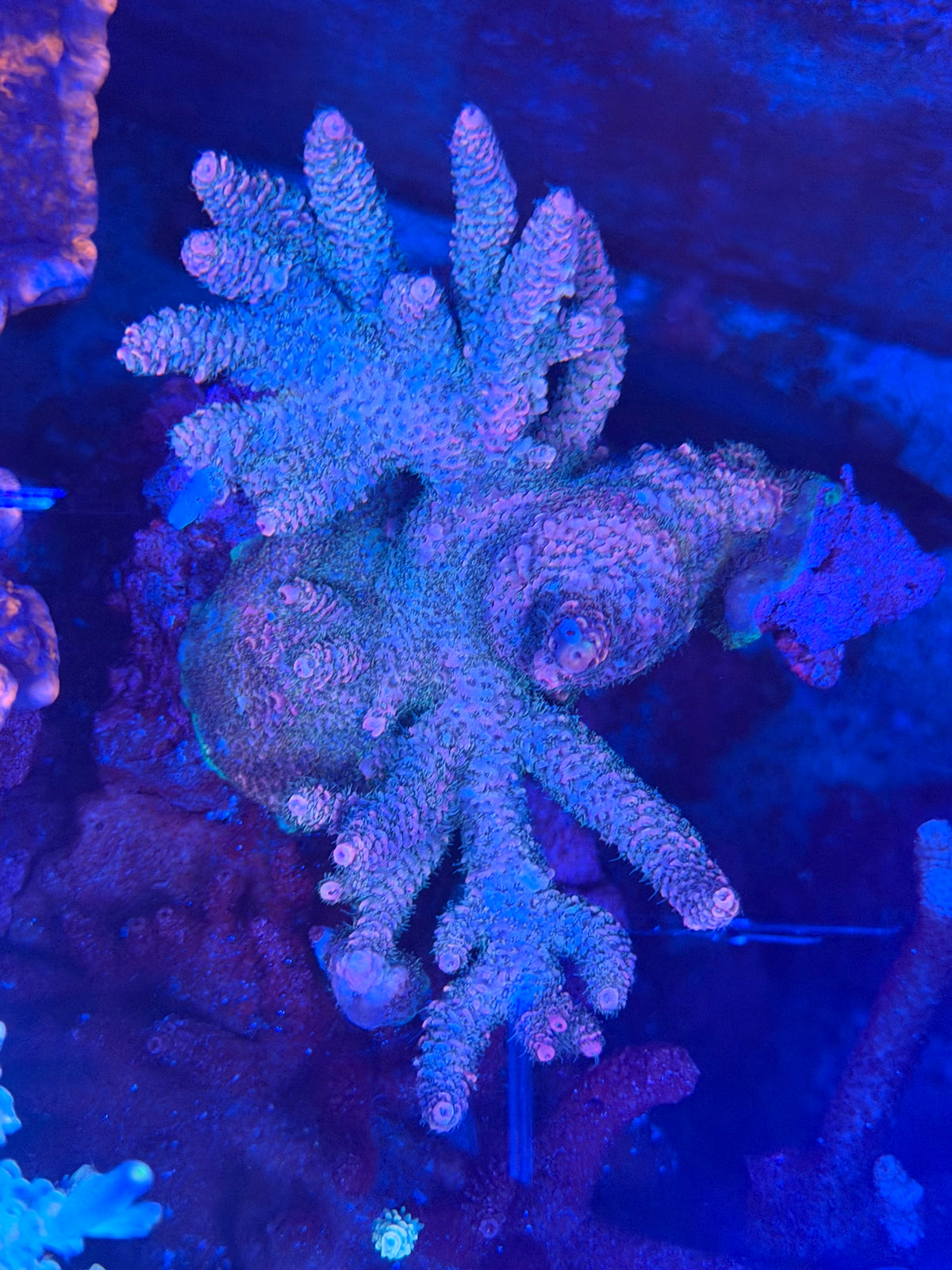 Pink Milli Acropora