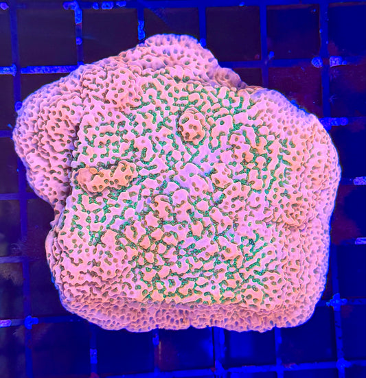 TSA sugar high montipora