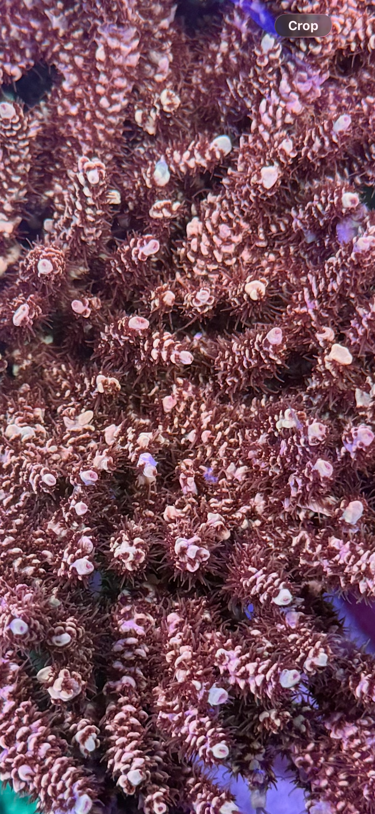 Dragon slayer Acropora