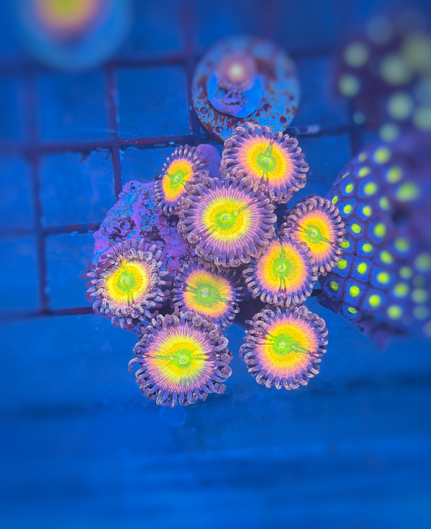Orange Rainbow Tyree Zoas