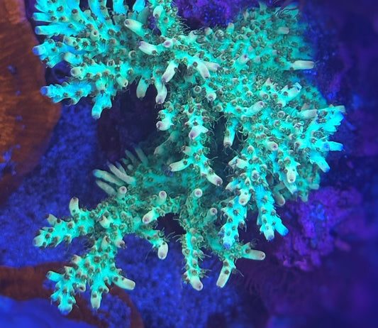 Greek fire Acropora