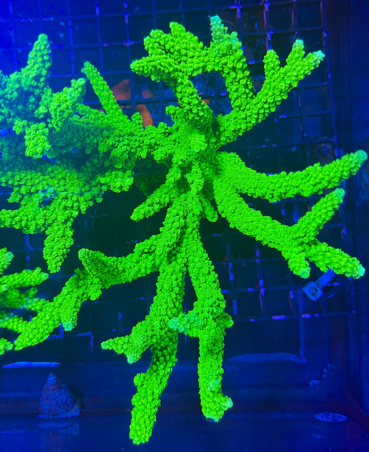 Green slimer acropora