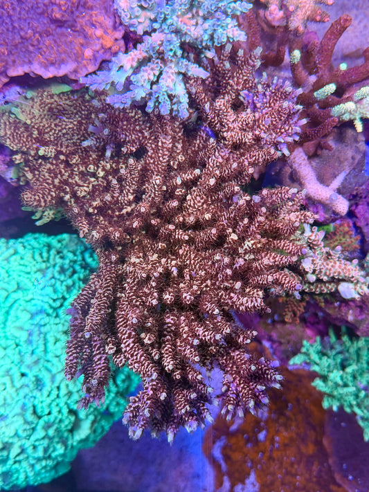 Dragon slayer Acropora