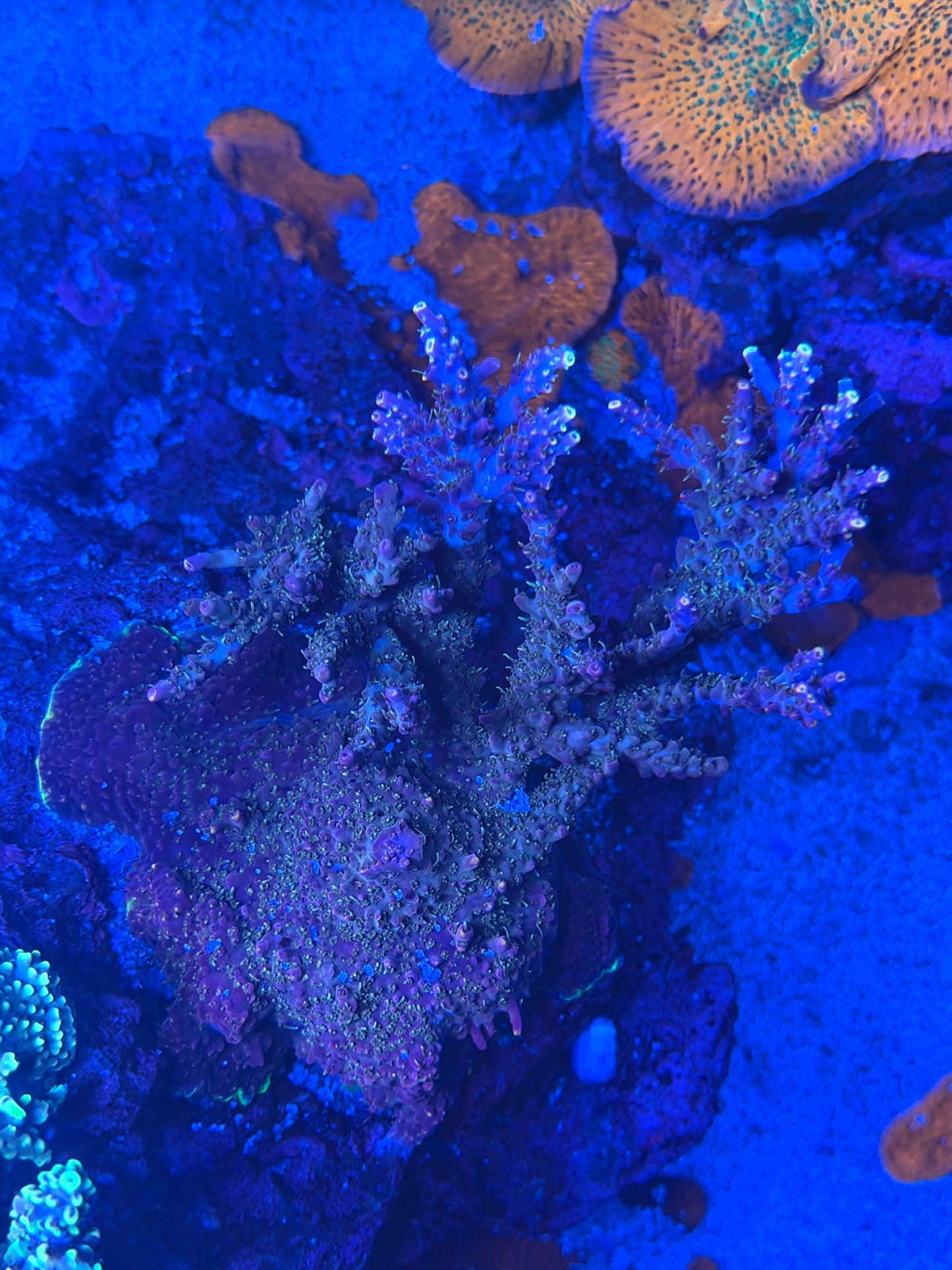 TCK Burning Bush Acropora