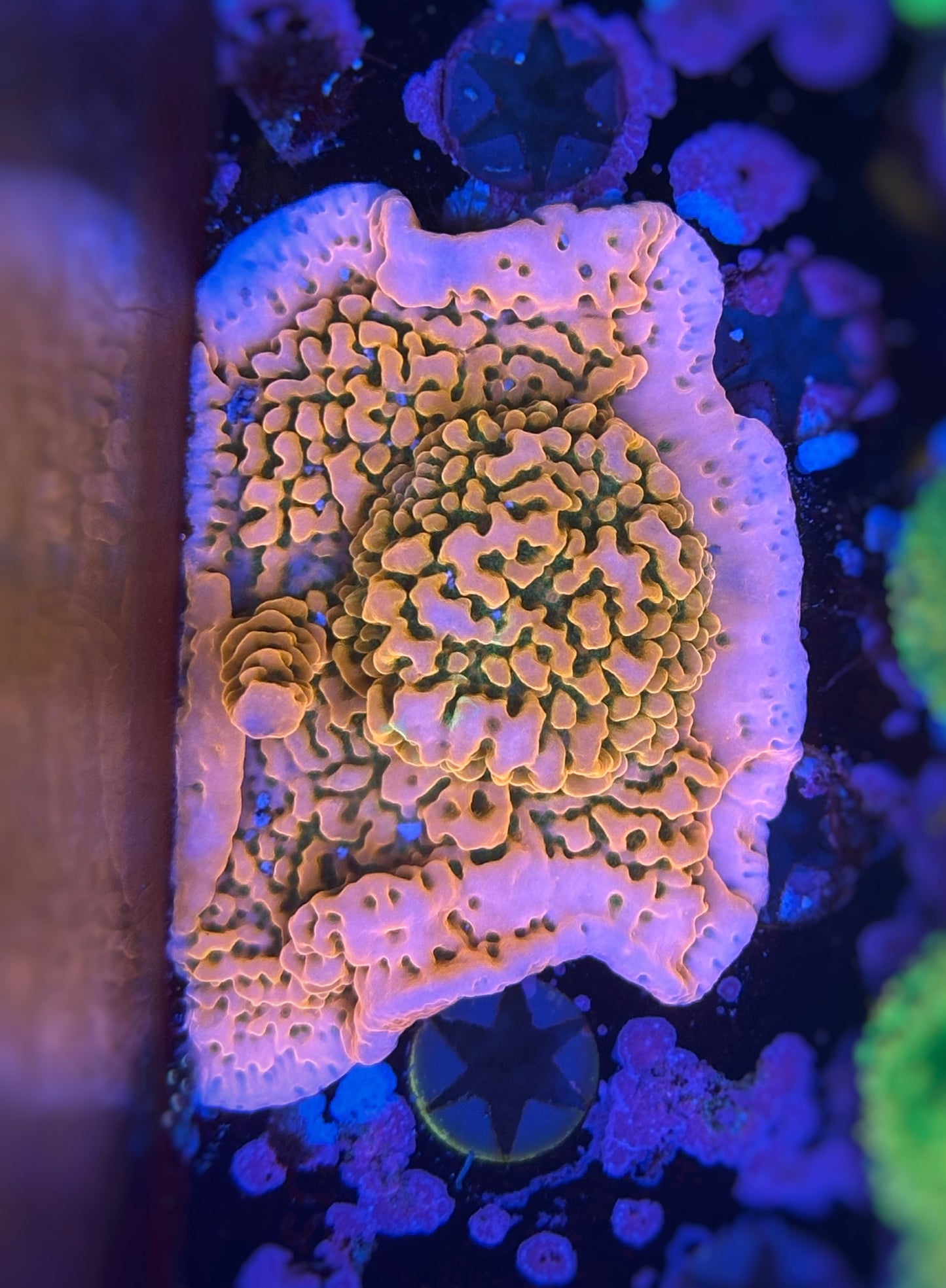 TSA sugar high montipora
