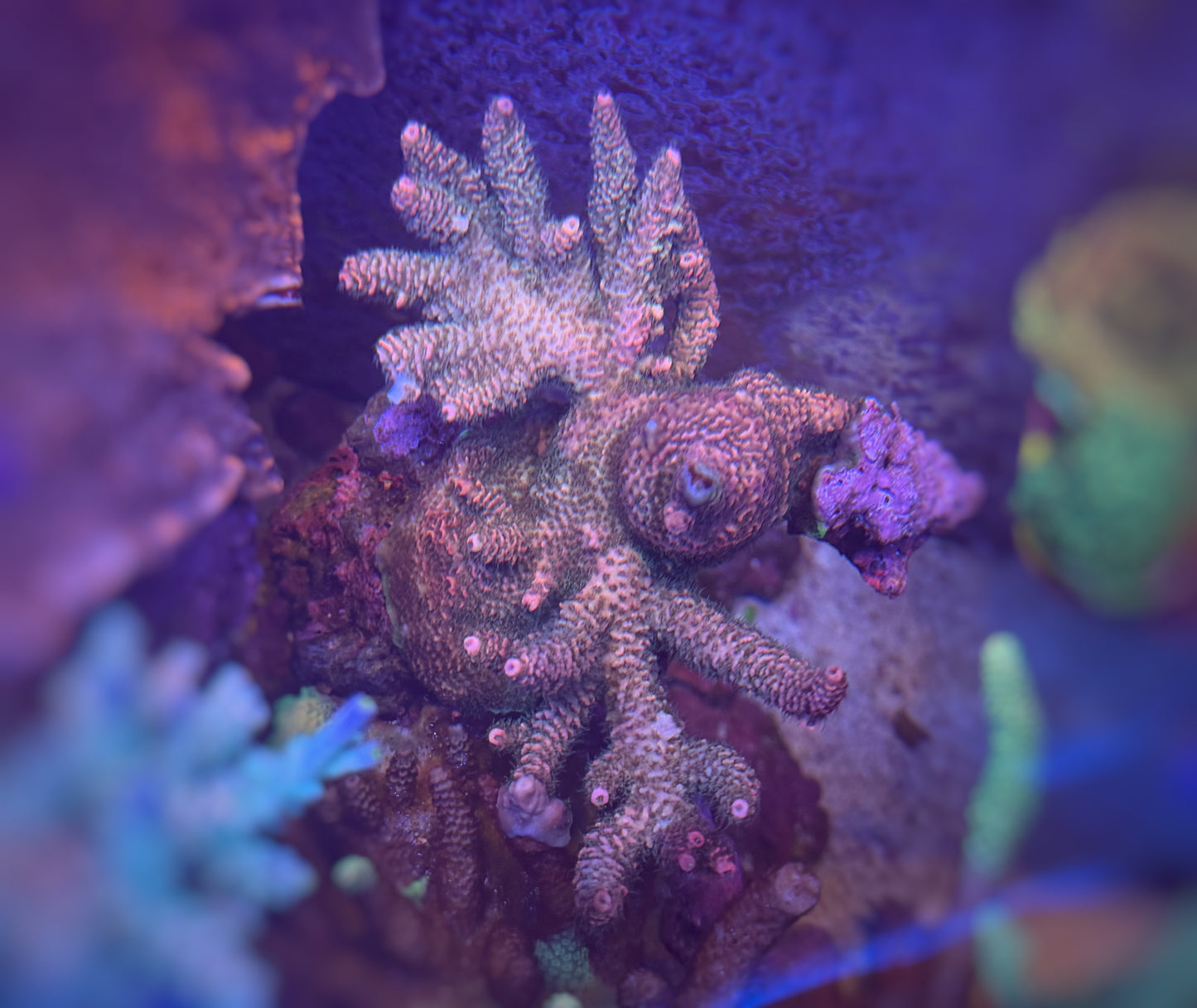 Pink Milli Acropora