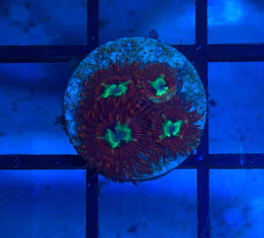 Pornstar Zoas