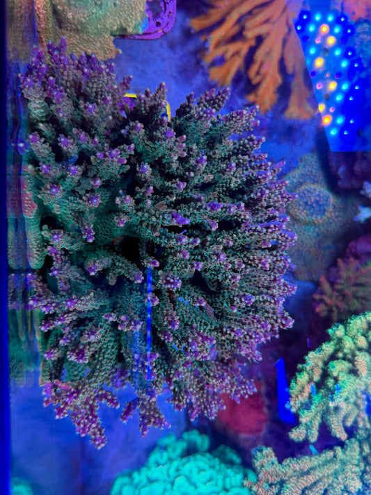 BC bb Unicorn Acropora