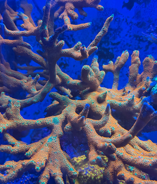 Red Montipora digitata