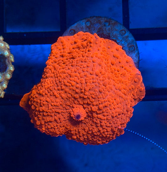 Orange mushroom