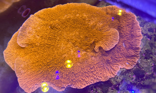 Red monti cap montipora