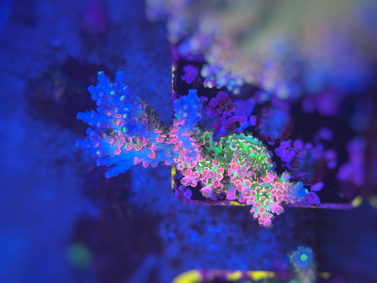 CC Pink highlighter Acropora